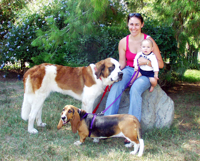 are saint bernards good family dogs